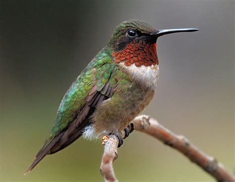 Hummingbird 1.1 .